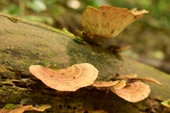 Trametes versicolor