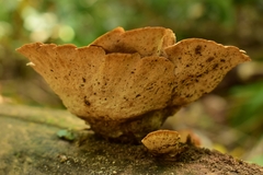 Trametes versicolor