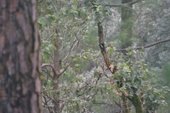 Dendrocopos himalayensis