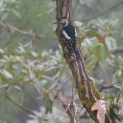 Dendrocopos himalayensis