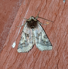Cerastis enigmatica