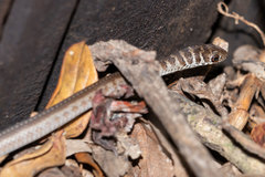 Psammophis brevirostris