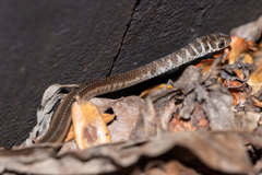 Psammophis brevirostris