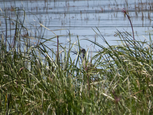 Spotted Redshank