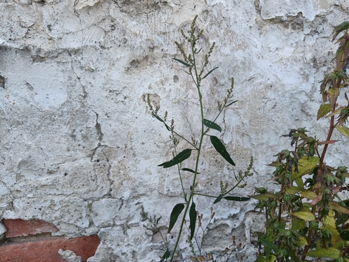 Common Orache