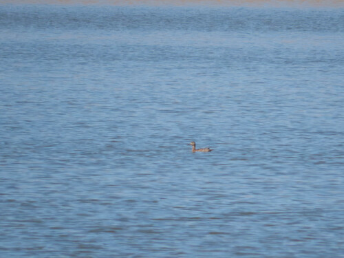 Mallard
