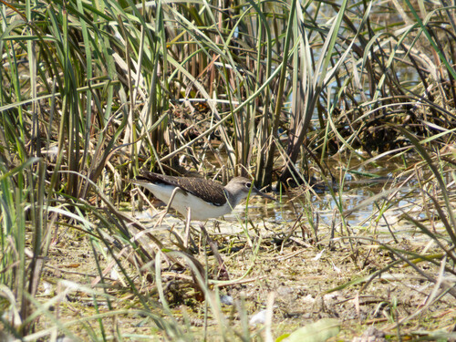 Common Sandpiper