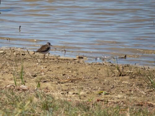 Wood Sandpiper