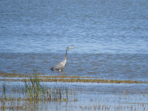 Grey Heron