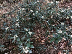 Skimmia