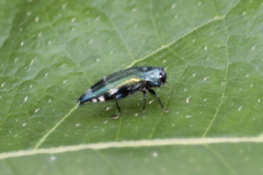Agrilus acutus