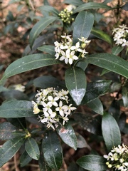 Skimmia