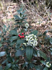 Skimmia
