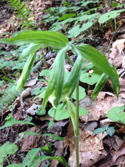 Prosartes lanuginosa