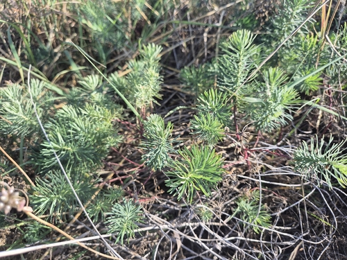 cypress spurge
