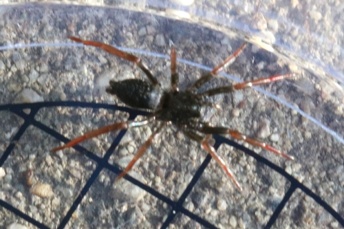 Gewöhnliche Stiefelspinne