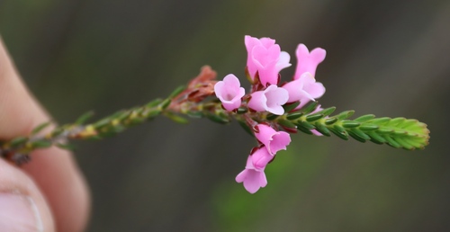 Erica pulchella, photograph 2