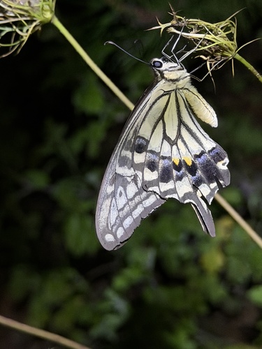 Chinese Yellow Swallowtail