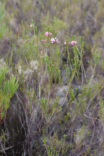 Erica pulchella, photograph 3