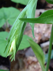 Prosartes lanuginosa