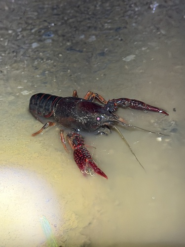 Red Swamp Crayfish