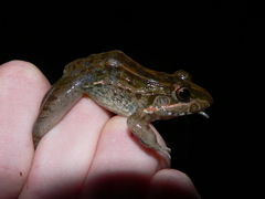 Leptodactylus macrosternum