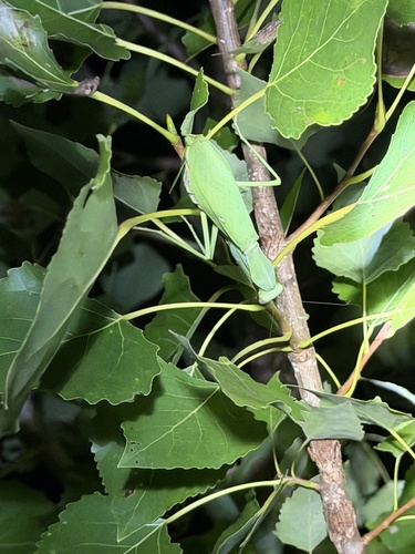 Giant Asian Mantis