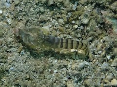 Alpheus parvirostris