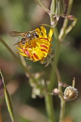 Lasioglossum titusi