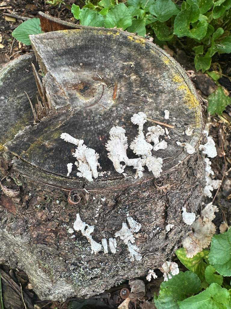 splitgill mushroom · August 2026 · photo: Photo: (c) Link Elmore, some rights reserved (CC BY) · iNaturalist