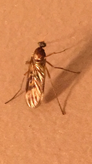 Sylvicola neozelandicus