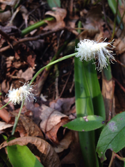 Carex fraseriana