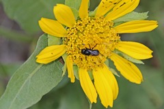 Cephalosmia