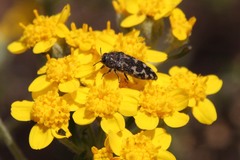 Acmaeodera retifera