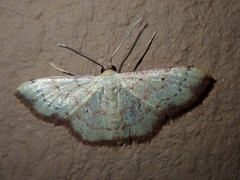 Idaea craspedota