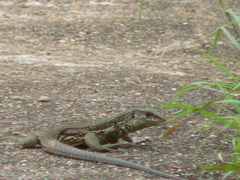 Ameiva praesignis