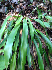 Carex fraseriana