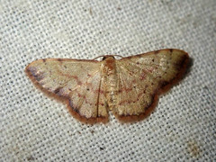 Idaea craspedota