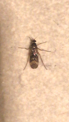 Sylvicola neozelandicus