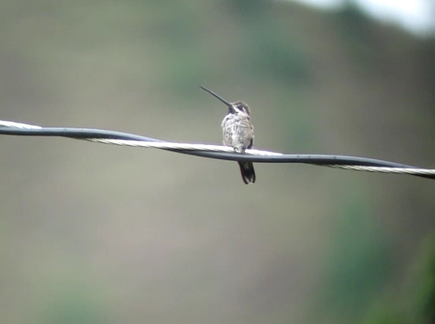Heliomaster longirostris image