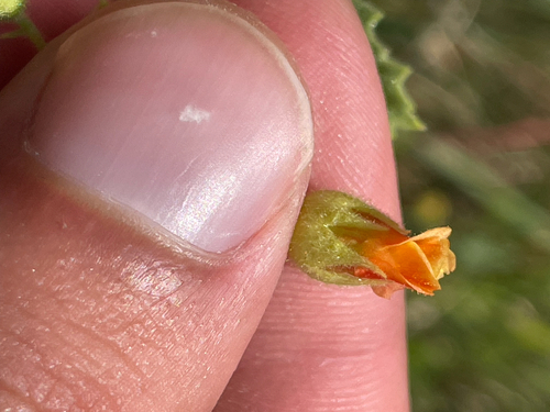 Hermannia texana, photograph 3