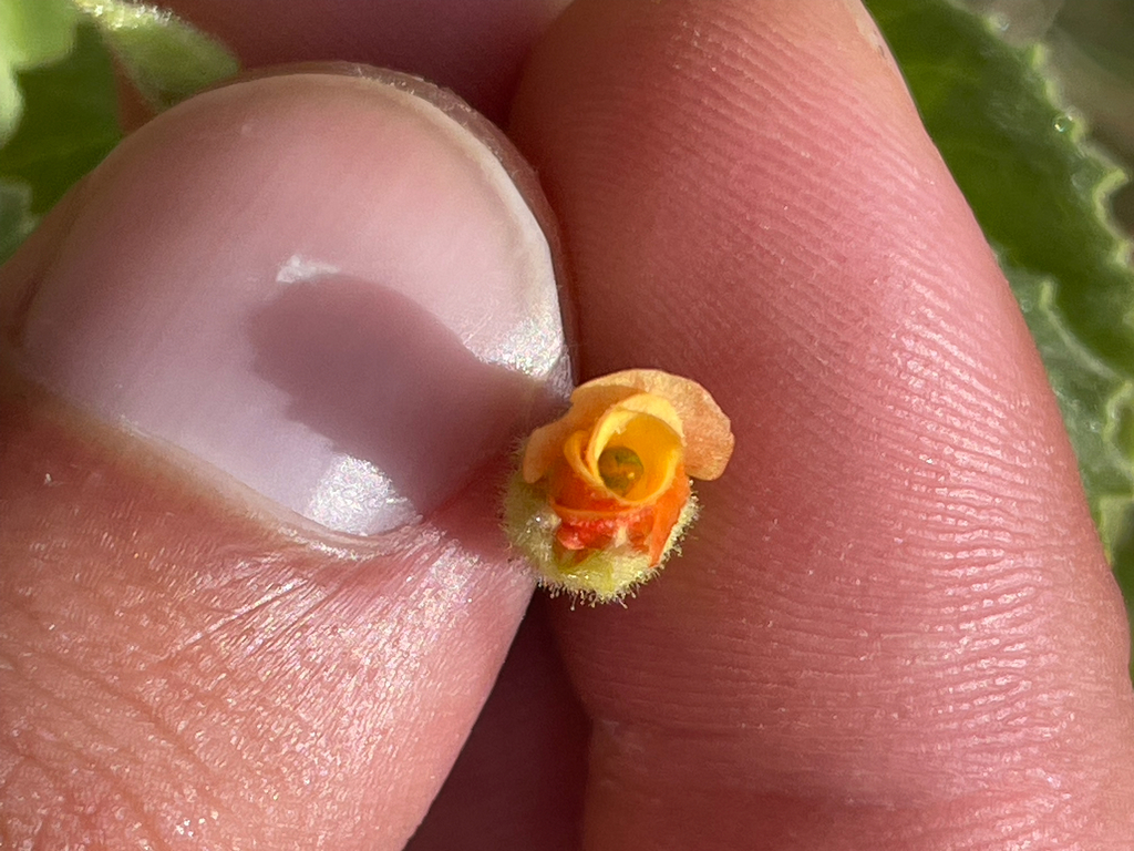 Hermannia texana; photograph author not stated, no rights reserved
