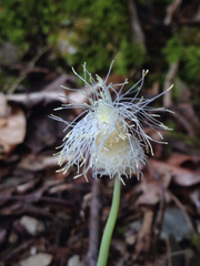 Carex fraseriana