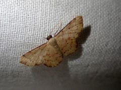 Idaea craspedota