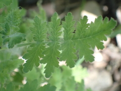 Hydrophylloideae