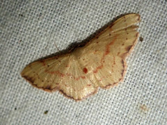 Idaea craspedota