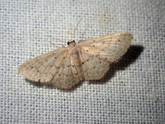 Idaea mundaria