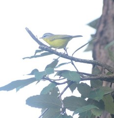 Phylloscopus xanthoschistos