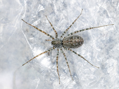 Pardosa falcata
