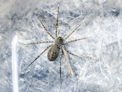 Pardosa falcata